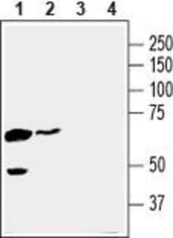 SLC16A3 Polyclonal Antibody, Invitrogen 50 &mu;L; Unconjugated:Antibodies,