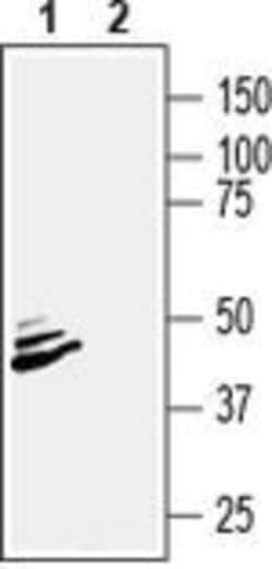 ATP1B2 (extracellular) Polyclonal Antibody, Invitrogen 50 &mu;L; Unconjugated:Antibodies,