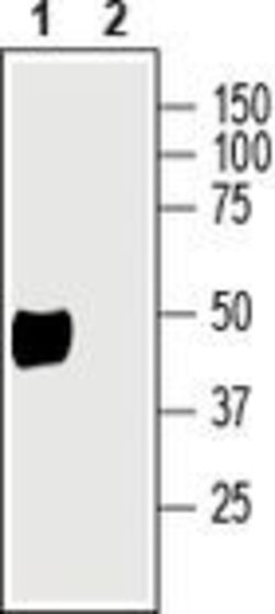 ATP1B2 (extracellular) Polyclonal Antibody, Invitrogen 50 &mu;L; Unconjugated:Antibodies,