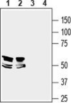 LRRTM1 (extracellular) Polyclonal Antibody, Invitrogen 50 &mu;L; Unconjugated:Antibodies,