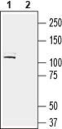 LRRC4B (extracellular) Polyclonal Antibody, Invitrogen 50 &mu;L; Unconjugated:Antibodies,