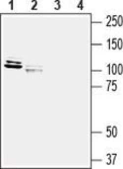 LRRC4B (extracellular) Polyclonal Antibody, Invitrogen 50 &mu;L; Unconjugated:Antibodies,