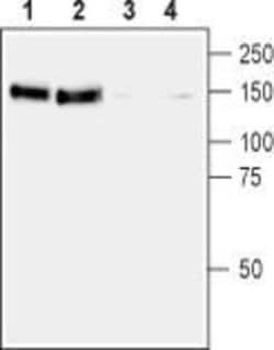 RET (extracellular) Polyclonal Antibody, Invitrogen 50 &mu;L; Unconjugated:Antibodies,