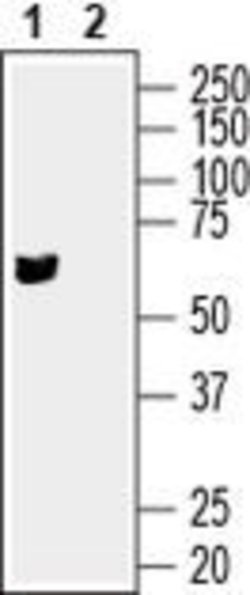 SLC17A9 Polyclonal Antibody, Invitrogen 50 μL; Unconjugated:Antibodies,
