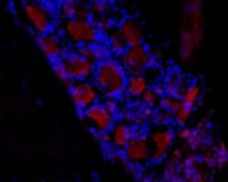 HCN3 Polyclonal Antibody, Invitrogen 50 &mu;L; Unconjugated:Antibodies,