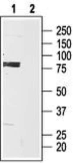 HCN3 Polyclonal Antibody, Invitrogen 50 &mu;L; Unconjugated:Antibodies,