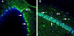 DPP10 (extracellular) Polyclonal Antibody, Invitrogen 50 &mu;L; Unconjugated:Antibodies,