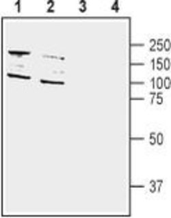 DPP10 (extracellular) Polyclonal Antibody, Invitrogen 50 &mu;L; Unconjugated:Antibodies,