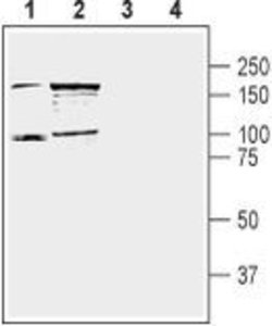 DPP10 (extracellular) Polyclonal Antibody, Invitrogen 50 &mu;L; Unconjugated:Antibodies,