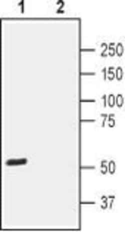 CD294 (CRTH2) (extracellular) Polyclonal Antibody, Invitrogen 50 &mu;L;