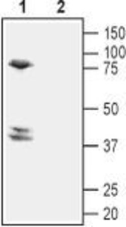 CD294 (CRTH2) (extracellular) Polyclonal Antibody, Invitrogen 50 &mu;L;