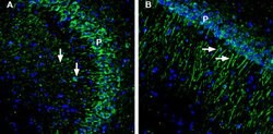 GIPC1 Polyclonal Antibody, Invitrogen 50 &mu;L; Unconjugated:Antibodies,