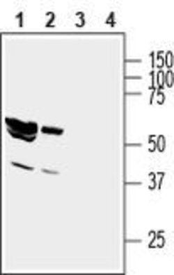 GIPC1 Polyclonal Antibody, Invitrogen 50 &mu;L; Unconjugated:Antibodies,