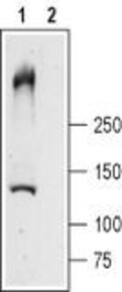RyR1 Polyclonal Antibody, Invitrogen 50 &mu;L; Unconjugated:Antibodies,