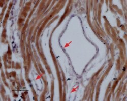 SCN5A Polyclonal Antibody, Invitrogen 50 &mu;L; Unconjugated:Antibodies,
