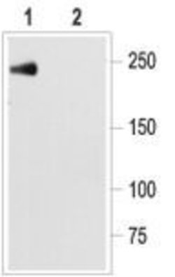 SCN5A Polyclonal Antibody, Invitrogen 50 &mu;L; Unconjugated:Antibodies,