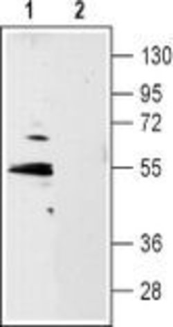 HTR1B (extracellular) Polyclonal Antibody, Invitrogen 50 &mu;L; Unconjugated:Antibodies,