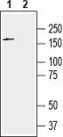 SLITRK2 (extracellular) Polyclonal Antibody, Invitrogen 50 &mu;L; Unconjugated:Antibodies,