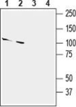 SLITRK2 (extracellular) Polyclonal Antibody, Invitrogen 50 &mu;L; Unconjugated:Antibodies,