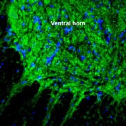 SLC17A5 Polyclonal Antibody, Invitrogen 50 &mu;L; Unconjugated:Antibodies,