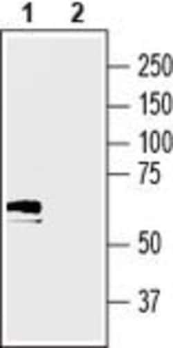 SLC17A5 Polyclonal Antibody, Invitrogen 50 &mu;L; Unconjugated:Antibodies,