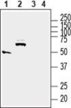 SLC17A5 Polyclonal Antibody, Invitrogen 50 &mu;L; Unconjugated:Antibodies,