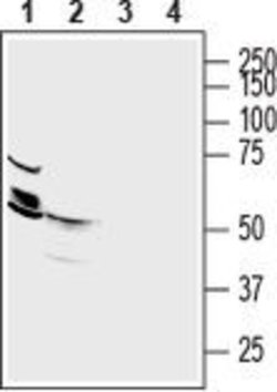 SLC30A2 Polyclonal Antibody, Invitrogen 50 &mu;L; Unconjugated:Antibodies,