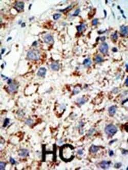 Invitrogen UBA2 Polyclonal Antibody 400 &mu;L; Unconjugated:Antibodies,