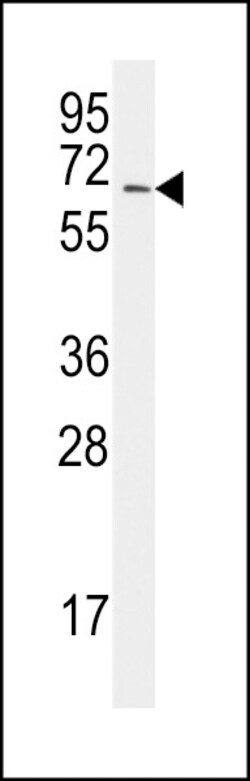 Invitrogen UBA2 Polyclonal Antibody 400 &mu;L; Unconjugated:Antibodies,