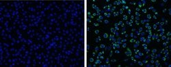 Invitrogen Japanese Encephalitis Envelope Protein Polyclonal Antibody 100