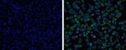 Invitrogen Japanese Encephalitis Virus NS3 Polyclonal Antibody 100 μL;