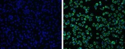 Invitrogen Japanese Encephalitis Virus NS3 Polyclonal Antibody 100 μL;