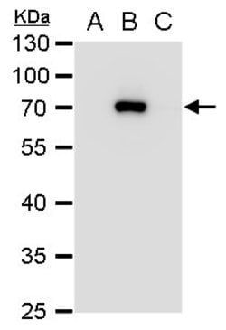 Invitrogen Japanese Encephalitis Virus NS3 Polyclonal Antibody 100 μL;