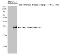 PRRS Virus GP5 Protein Polyclonal Antibody, Invitrogen 100 &mu;L; Unconjugated:Antibodies,