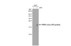 PRRS Virus GP5 Protein Polyclonal Antibody, Invitrogen 100 &mu;L; Unconjugated:Antibodies,