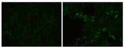 Invitrogen PRRS Virus M Protein Polyclonal Antibody 100 μL; Unconjugated:Antibodies,