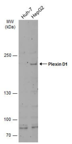Invitrogen PLXND1 Polyclonal Antibody 100 μL; Unconjugated:Antibodies,