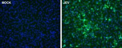 Invitrogen Japanese Encephalitis Virus NS5 Polyclonal Antibody 100 μL;