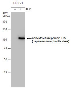 Invitrogen Japanese Encephalitis Virus NS5 Polyclonal Antibody 100 μL;
