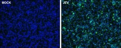 Invitrogen Japanese Encephalitis Virus NS1 Polyclonal Antibody 100 μL;