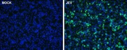 Invitrogen Japanese Encephalitis Virus NS1 Polyclonal Antibody 100 &mu;L;