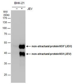 Invitrogen Japanese Encephalitis Virus NS1 Polyclonal Antibody 100 &mu;L;