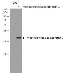 Invitrogen West Nile Virus Capsid Protein C Polyclonal Antibody 100 &mu;L;