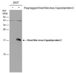Invitrogen West Nile Virus Capsid Protein C Polyclonal Antibody 100 &mu;L;