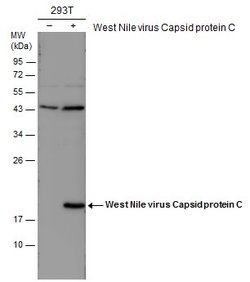 Invitrogen West Nile Virus Capsid Protein C Polyclonal Antibody 100 &mu;L;