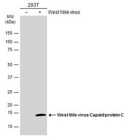Invitrogen West Nile Virus Capsid Protein C Polyclonal Antibody 100 &mu;L;