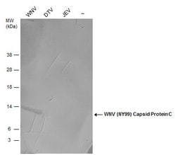 Invitrogen West Nile Virus Capsid Protein C Polyclonal Antibody 100 &mu;L;