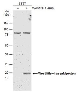Invitrogen West Nile Virus prM Protein Polyclonal Antibody 100 &mu;L; Unconjugated:Antibodies,