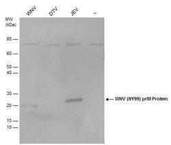 Invitrogen West Nile Virus prM Protein Polyclonal Antibody 100 &mu;L; Unconjugated:Antibodies,