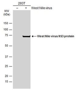 Invitrogen&trade;&nbsp;West Nile Virus NS3 Protein Polyclonal Antibody